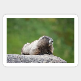 Hoary marmot (Marmota caligata) Sticker